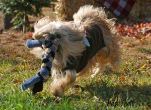 Schummi et son Schum-tug