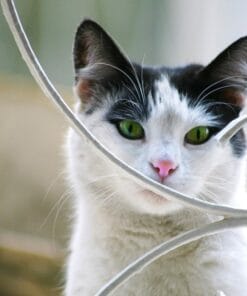 Pour Chats