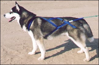 Harnais pour chien Akko Sports