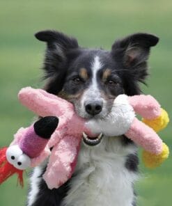 Kong Knots, Flamand rose, M/L