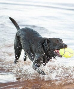 Alternative view of Kong AirDog, Ballon de football Squeaker