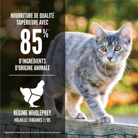 Orijen Formule Originale pour Chat – Image 3