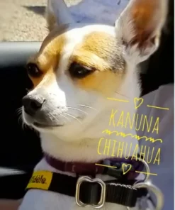 Alternative view of Harnais Fidèle Petit (5-15lb)