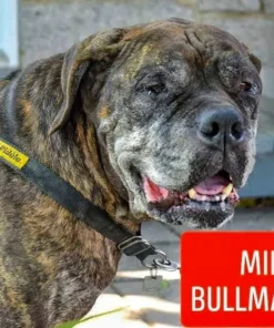 Alternative view of Harnais Fidèle Très Grand (66lb +)