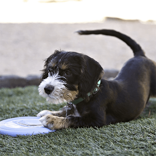 Kong, le Frisbee pour Chiots – Image 3