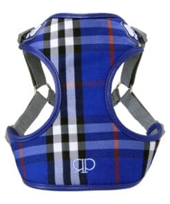 Alternative view of Pretty Paw, Edinburgh Blue