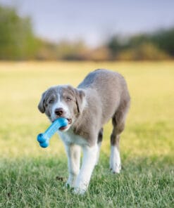 Kong, Goodie bone pour Chiot, Petit