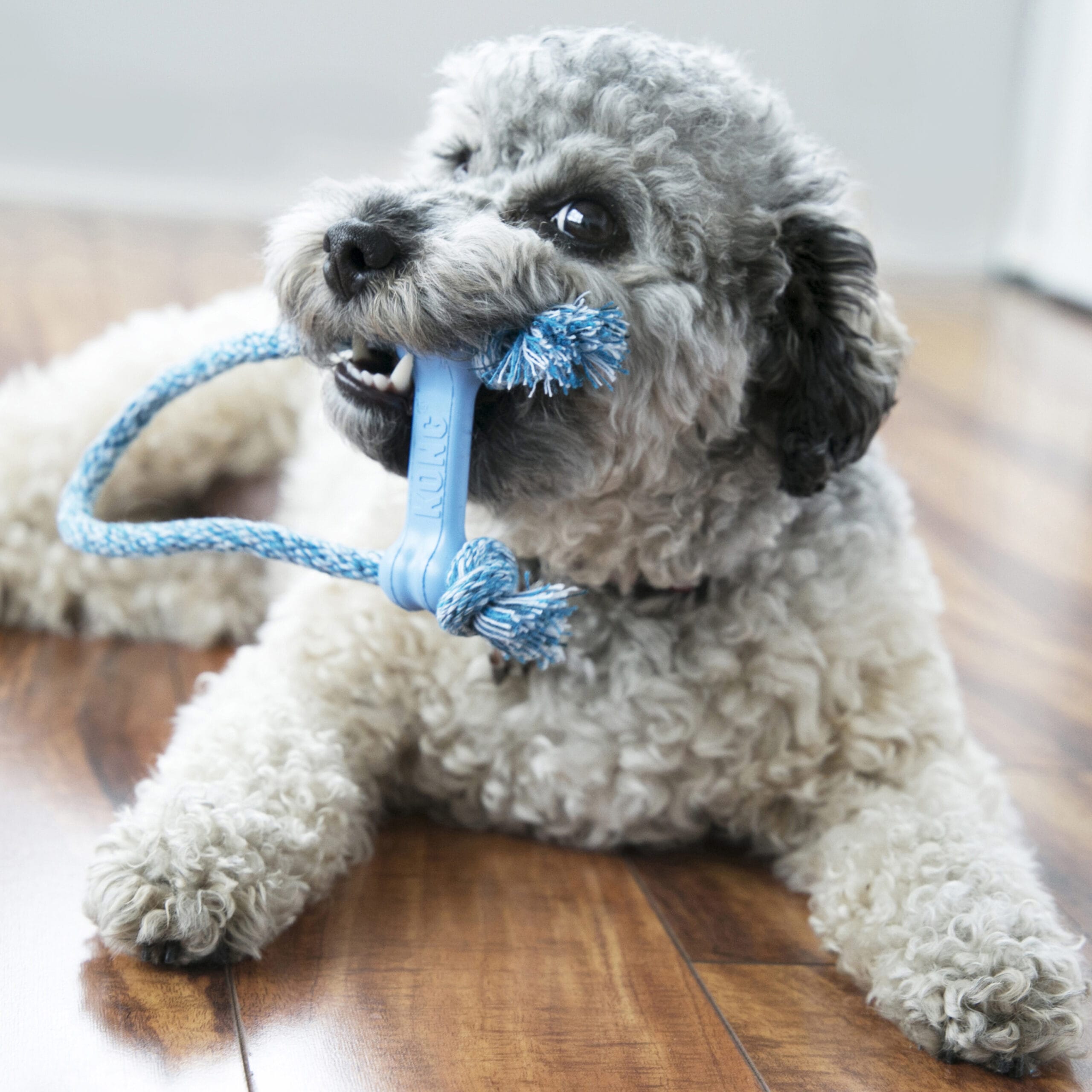 Kong, Goody bone avec corde pour Chiot, Très Petit
