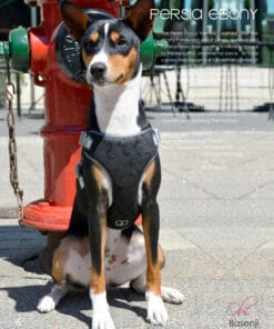 Pretty Paw, Persia Ebony