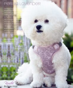 Pretty Paw, Persia Lavender