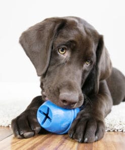 Alternative view of Kong, Genius Leo (Lion)