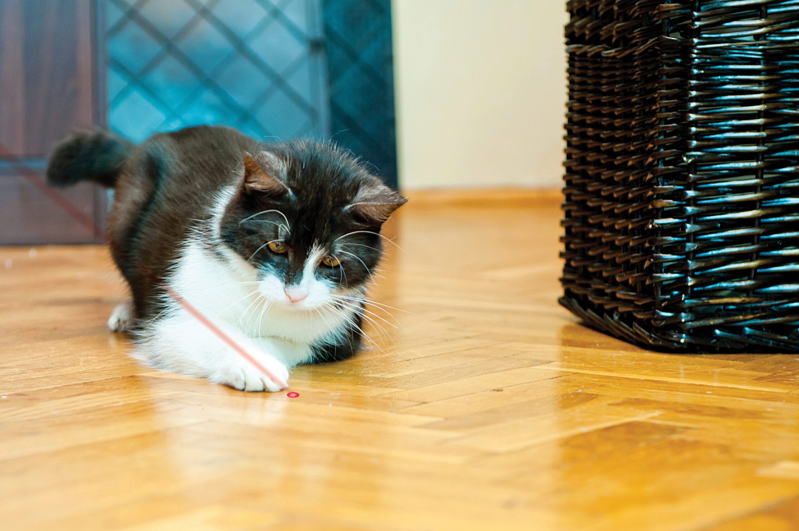 Kong Laser pour Chat – Image 3
