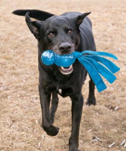 Alternative view of Kong, Wubba Comète