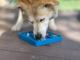 Alternative view of sodapup, Plateau à lécher Bleu - Chien et chat