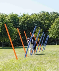 Alternative view of Trixie, Slalom d'agilité