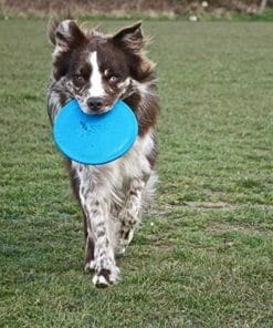 Jolly Pets, Freesbee Bleu