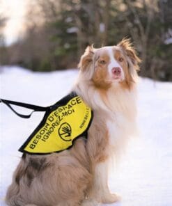 BELI Concept Canin - Le dossard Besoin d'espace