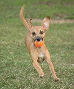 Alternative view of Chuckit!, Petites Balles de Tennis, Paquet de 2